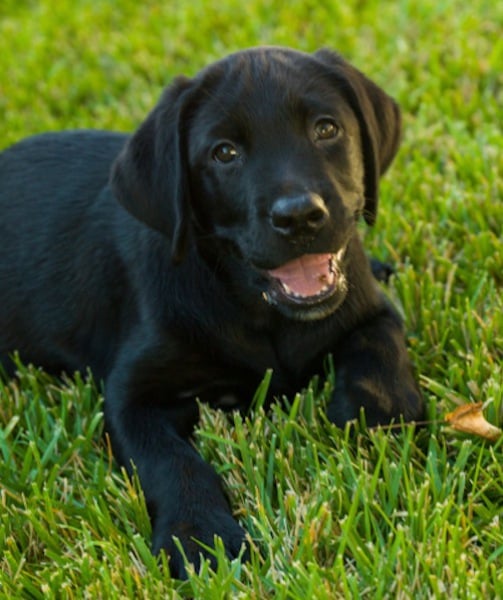 99612-black-lab-puppy.jpg