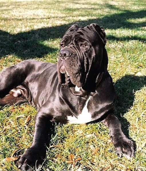 99613-neapolitan-mastiff.jpg
