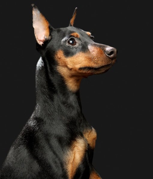 99614-doberman-pinschers.jpg