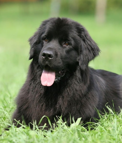 99615-newfoundland-dog.jpg