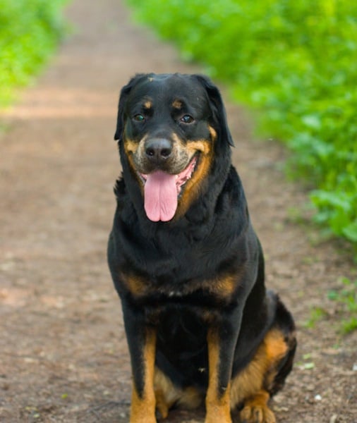 99616-rottweiler.jpg