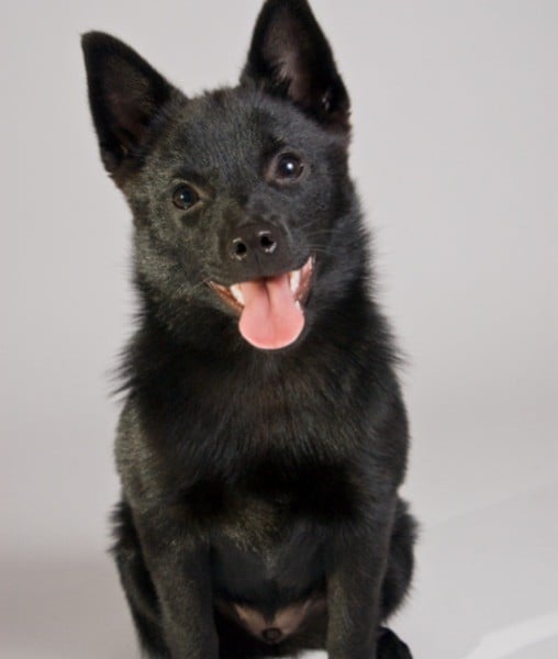 99617-schipperkes.jpg