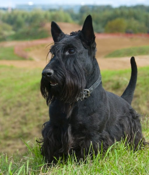 99618-scottish-terriers.jpg