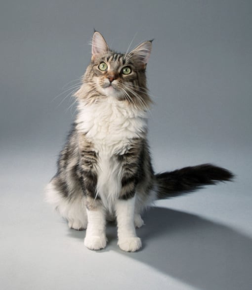 99627-maine-coon-cat.jpg