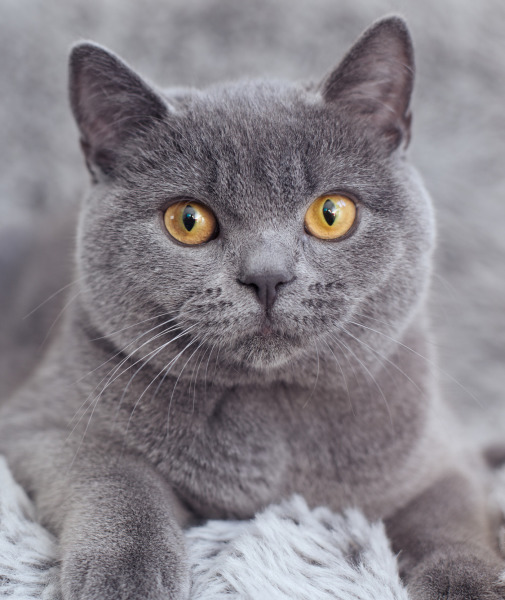 99630-british-shorthair.jpg