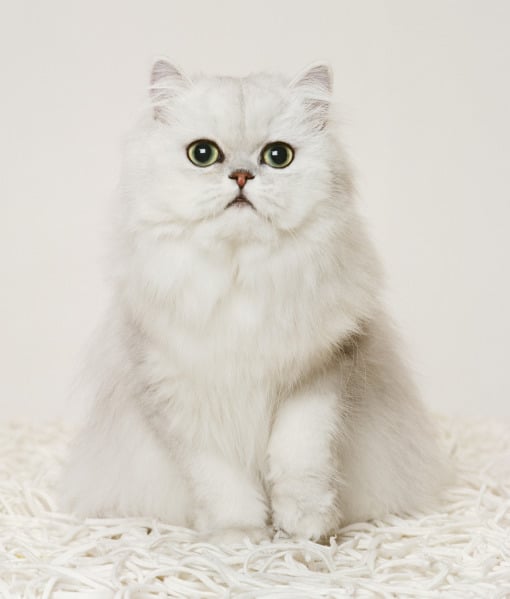 99631-persian-cat.jpg 99631-persian-cat.jpg