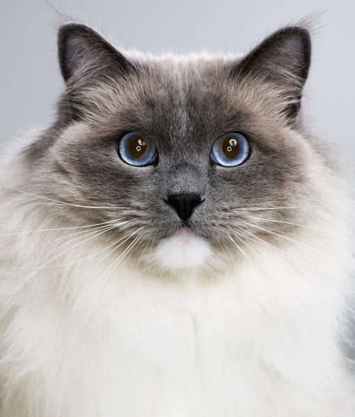 99632-ragdoll-cat.jpg