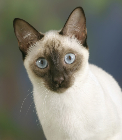 99633-siamese-cat.jpg