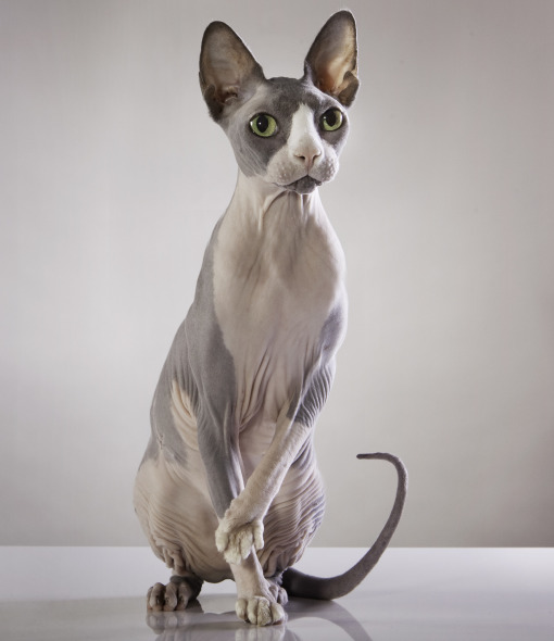 99634-sphynx-cat.jpg