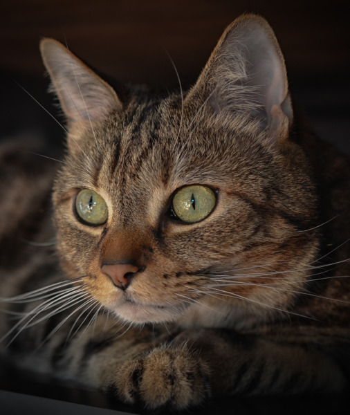 99635-american-shorthair-cat.jpg