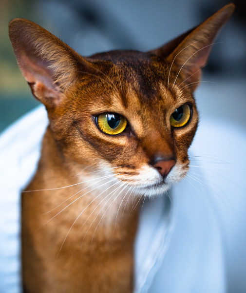 99636-abyssinian-cat.jpg