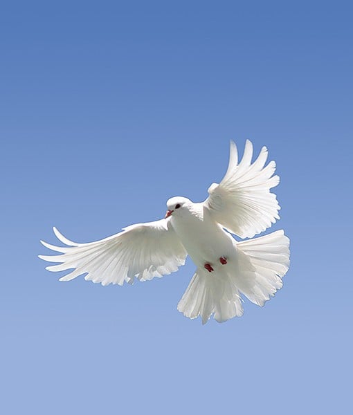 99650-doves.jpg 99650-doves.jpg