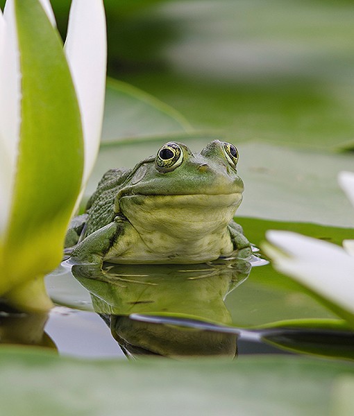 99651-frogs.jpg