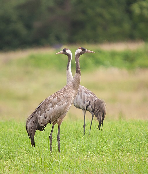 99652-cranes.jpg