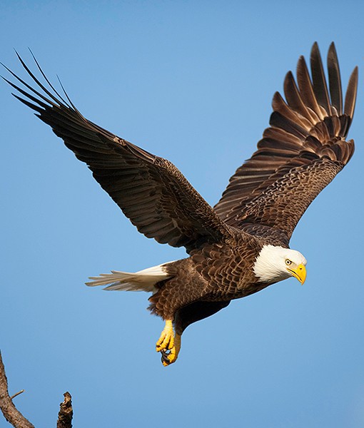 99653-bald-eagle.jpg
