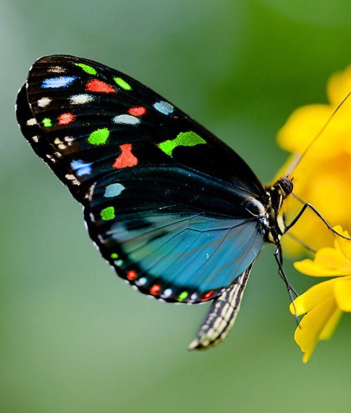 99654-butterflies.jpg