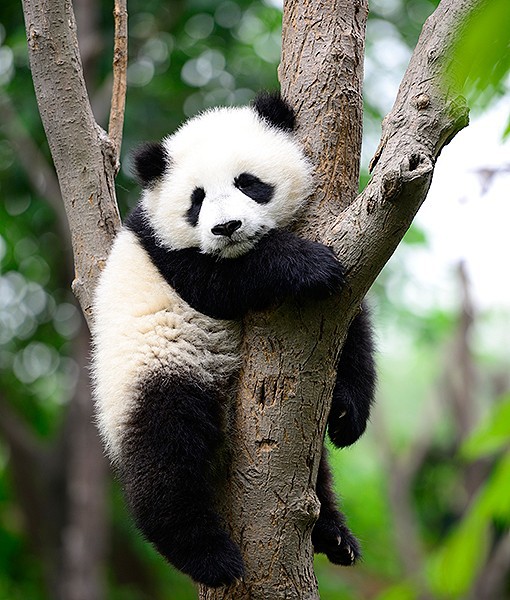 99656-giant-panda.jpg