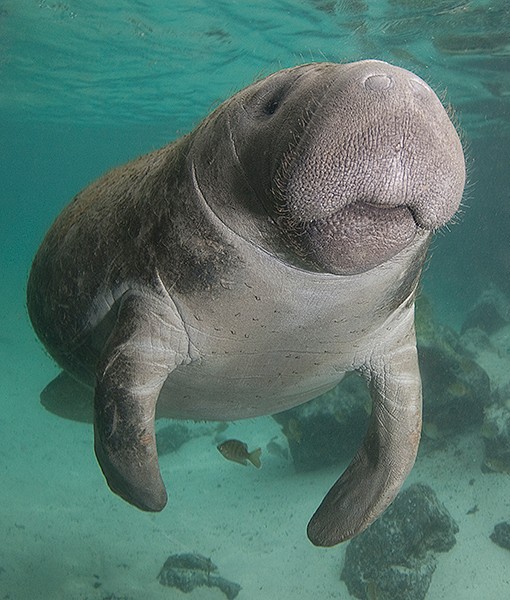 99657-manatee.jpg