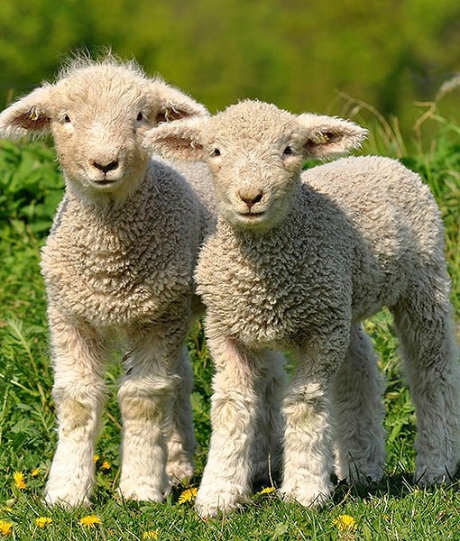99658-sheep.jpg