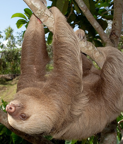 99659-sloths.jpg