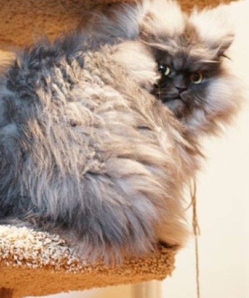 99795-colonelmeow.jpg