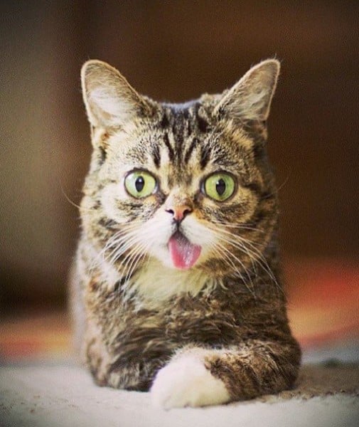 99799-iamlilbub.jpg
