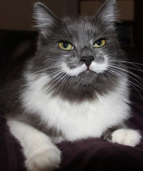 99800-hamilton_the_hipster_cat.jpg