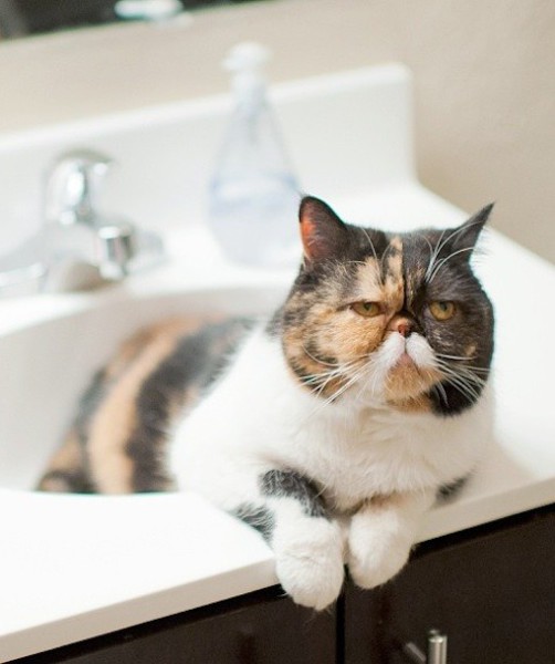 99802-pudgethecat.jpg