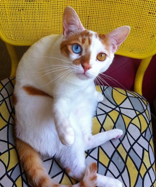99805-richard_kitty.jpg