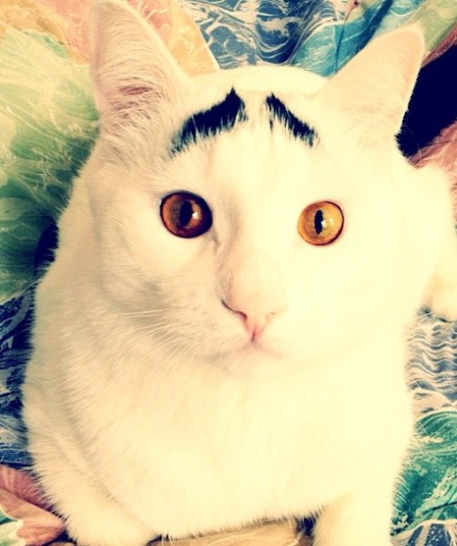 99806-samhaseyebrows.jpg