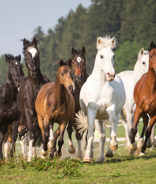 99852-band-of-horses.jpg 99852-band-of-horses.jpg