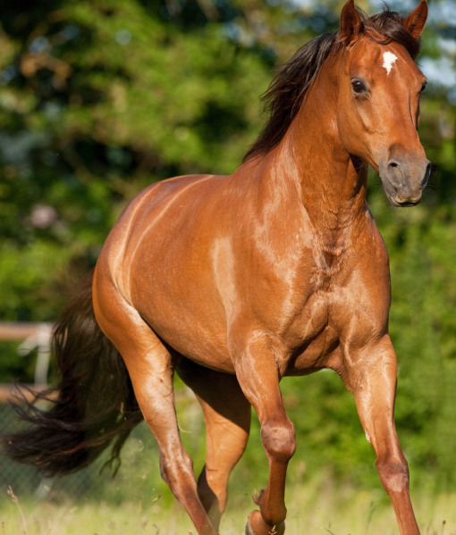 99853-missouri-fox-trotter-horse.jpg