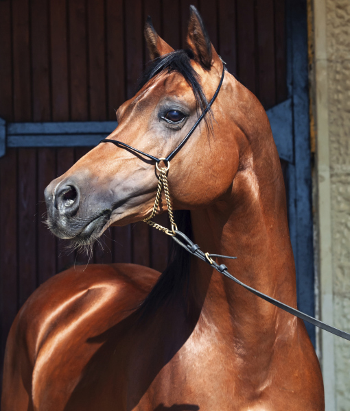 99854-arabian-horse.jpg