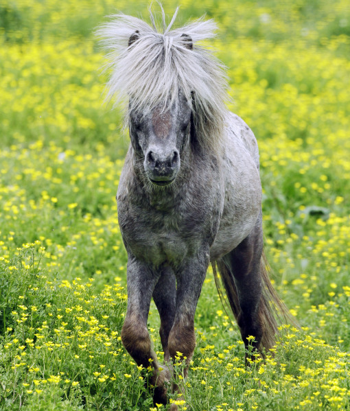 99855-miniature-horse.jpg