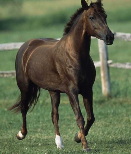 99856-morgan-horse.jpg