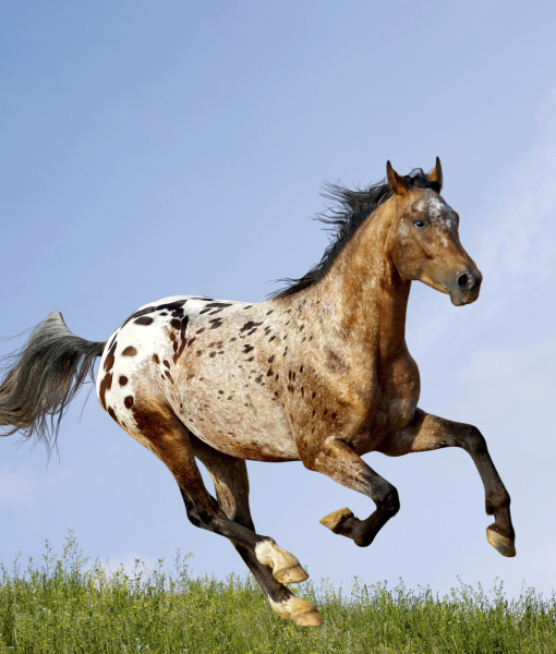 99857-appaloosa-stallion.jpg