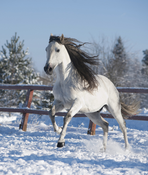 99859-white-andalusian-horse.jpg
