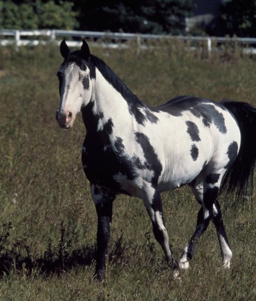 99860-paint-horse.jpg