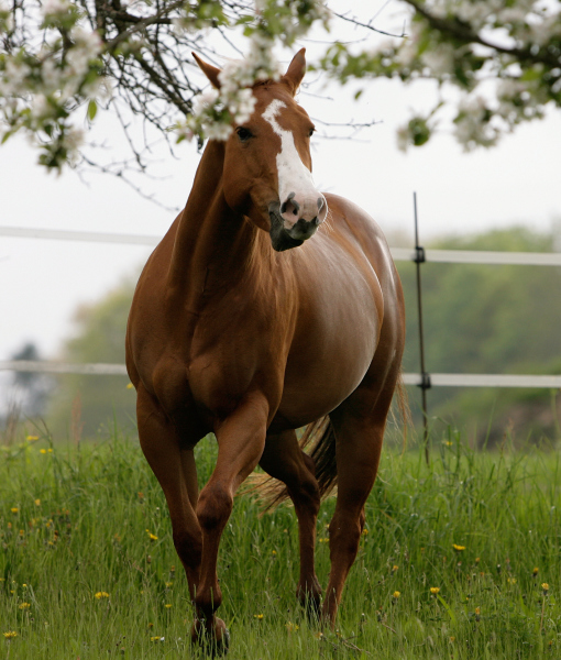 99861-quarter-horse.jpg