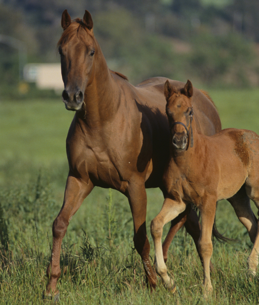 99862-thoroughbred-horse.jpg