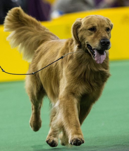 99888-akc-golden-retriever.jpg