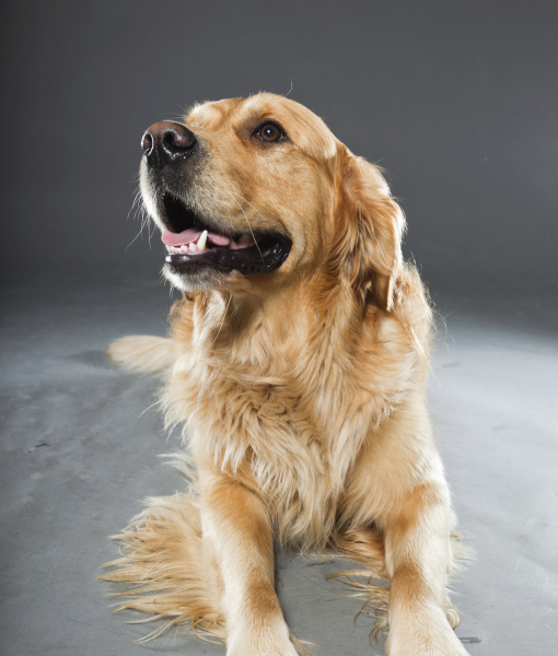 99891-golden-retriever-against-grey-background-studio-shot-2.jpg