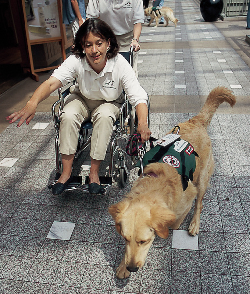 99892-golden-retriever-assistance-dog.jpg