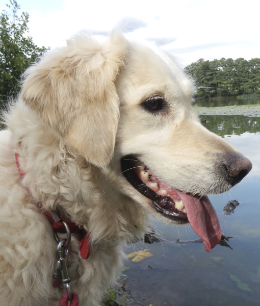 99893-golden-retriever-by-the-water.jpg