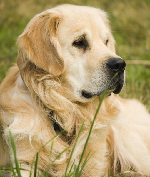 99894-golden-retriever-lying-on-green-grass.jpg 99894-golden-retriever-lying-on-green-grass.jpg