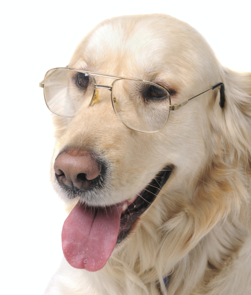 99895-golden-retriever-with-glasses.jpg
