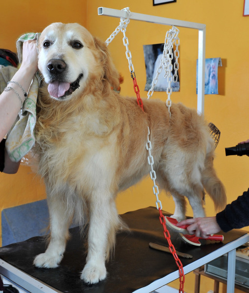 99896-grooming-dog.jpg