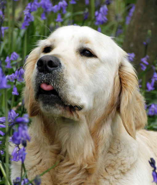 99897-head-shot-golden-retriever.jpg