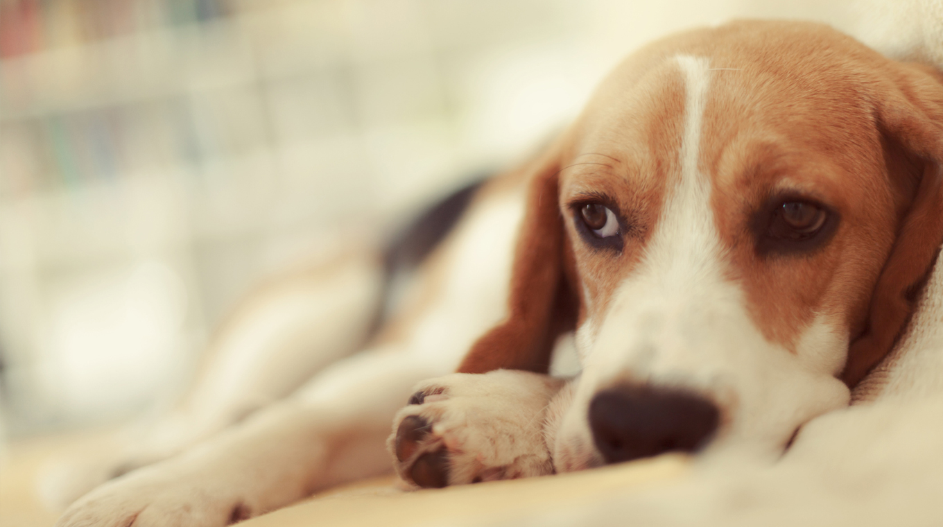 coronavirus-in-dogs-3.jpg