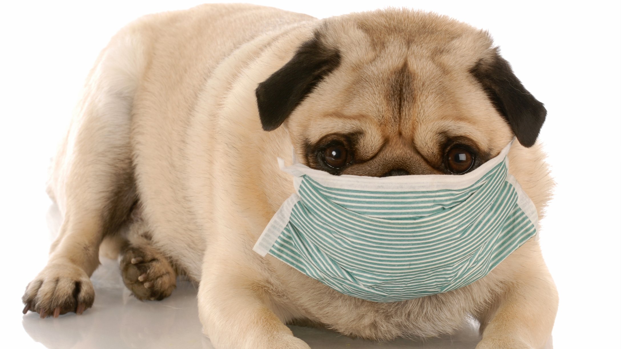 coronavirus-in-dogs-featured